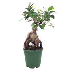 Φίκος Τζίνσενγκ (Ficus Ginseng)