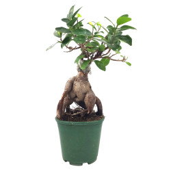 Φίκος Τζίνσενγκ (Ficus Ginseng)