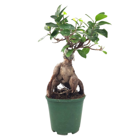Bonsai Ginseng