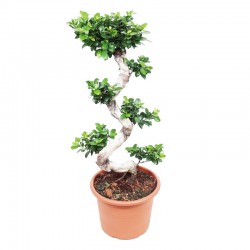 Εντυπωσιακό Μπονσαι Ficus Ginseng - 100/120 εκ
