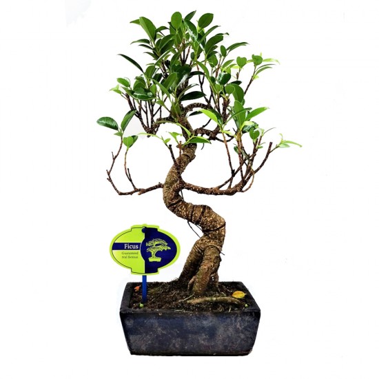 Αυθεντικό Μπονσάι Ficus 