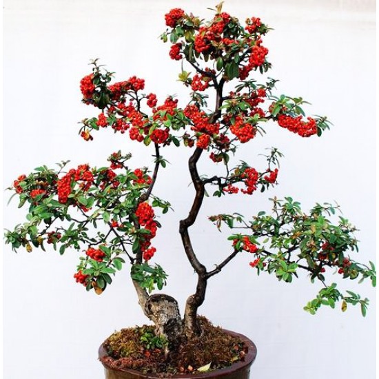 Scarlet Firethorn Bonsai - 15 σπόροι