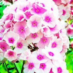 Φλοξ (phlox) Φλοξάκι Πακέτο Σπόρων Ανάμικτα χρώματα 0.50 γρ