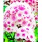 Φλοξ (phlox) Φλοξάκι Πακέτο Σπόρων Ανάμικτα χρώματα 0.50 γρ