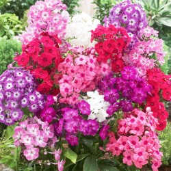 Φλοξ (phlox) Φλοξάκι Πακέτο Σπόρων Ανάμικτα χρώματα 0.50 γρ