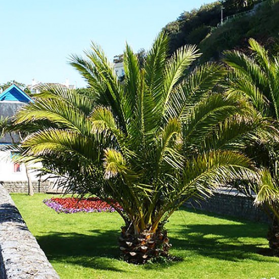 Φοίνικας Palm tree (Phoenix Canariensis) 5γρ. Σπόρων Φοίνικας Palm tree (Phoenix Canariensis) 5γρ. Σπόρων