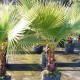 Φοίνικας Palm tree (Washingtonia) 1γρ. Σπόρων