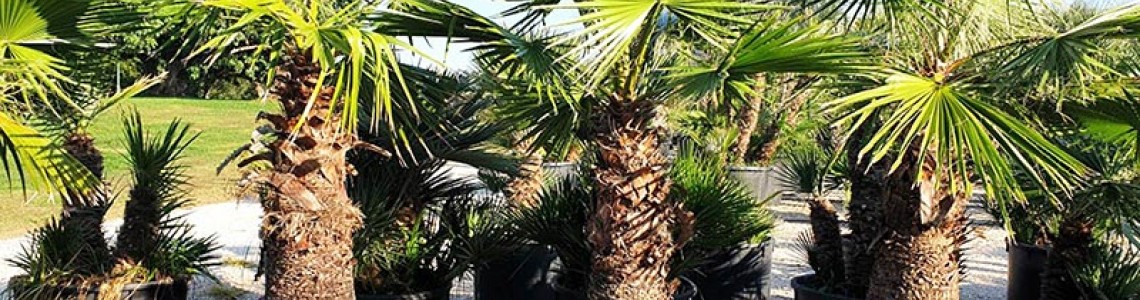 Φοίνικας (Palm tree) - Οδηγίες Καλλιέργειας / Βλάστησης