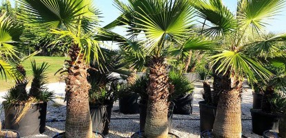 Φοίνικας (Palm tree) - Οδηγίες Καλλιέργειας / Βλάστησης