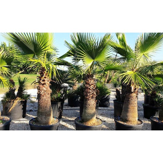 Φοίνικας Palm tree (Washingtonia) 1γρ. Σπόρων