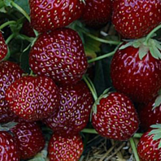  Φράουλα Fragaria Ananassa CherryBerry - 2 ριζώματα