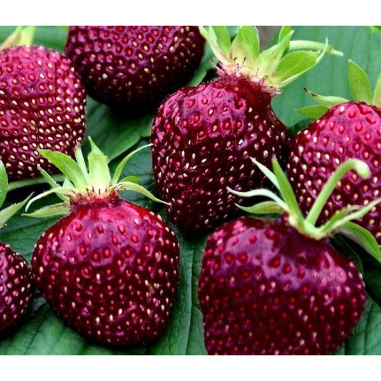  Φράουλα Fragaria Ananassa CherryBerry - 2 ριζώματα