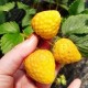 Φράουλα Κίτρινο Θαύμα! 40 Σπόροι (Yellow Wonder)