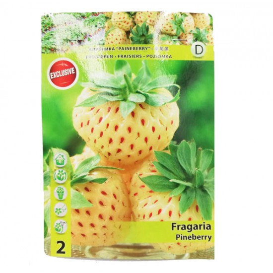 Λευκή Φράουλα Pineberry / 2 Ριζώματα (flowerstore.gr exclusive)