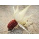 Καλαμπόκι / Φράουλα - Red Popping Corn - 20 Σπόροι