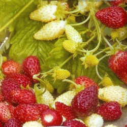 Άγρια Φράουλα (Λευκή και Κόκκινη) με Εκπληκτικό Άρωμα - 150 σπόροι