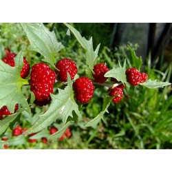 Φράουλα Σπανάκι (Leafy Goosefoot) Φρούτο και Λαχανικό! - 10 σπόροι