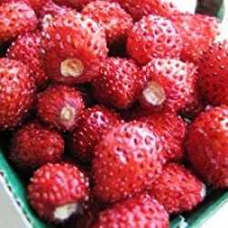 Φράουλα - Κόκκινο Θαύμα! (Red Wonder) Fragaria Vesca 40 Σπόροι