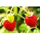 Φράουλα - Κόκκινο Θαύμα! (Red Wonder) Fragaria Vesca 40 Σπόροι