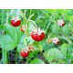 Φράουλα - Κόκκινο Θαύμα! (Red Wonder) Fragaria Vesca 40 Σπόροι Φράουλα - Κόκκινο Θαύμα! (Red Wonder) Fragaria Vesca 40 Σπόροι