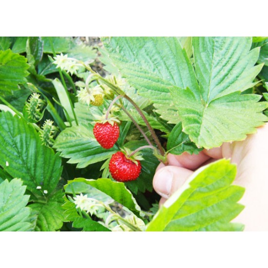 Φράουλα - Κόκκινο Θαύμα! (Red Wonder) Fragaria Vesca 40 Σπόροι Φράουλα - Κόκκινο Θαύμα! (Red Wonder) Fragaria Vesca 40 Σπόροι