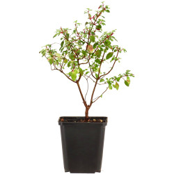 Μπονσάι "Fuchsia microphylla" - 25εκ