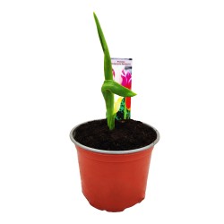 Φυτό Τουλίπα Lily 