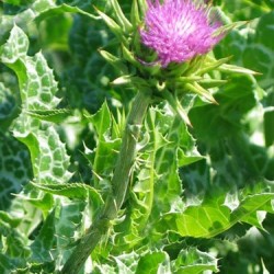 Γαϊδουράγκαθο (milk thistle) - 2γρ Σπόροι 