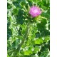 Γαϊδουράγκαθο (milk thistle) - 2γρ Σπόροι Γαϊδουράγκαθο (milk thistle) - 2γρ Σπόροι