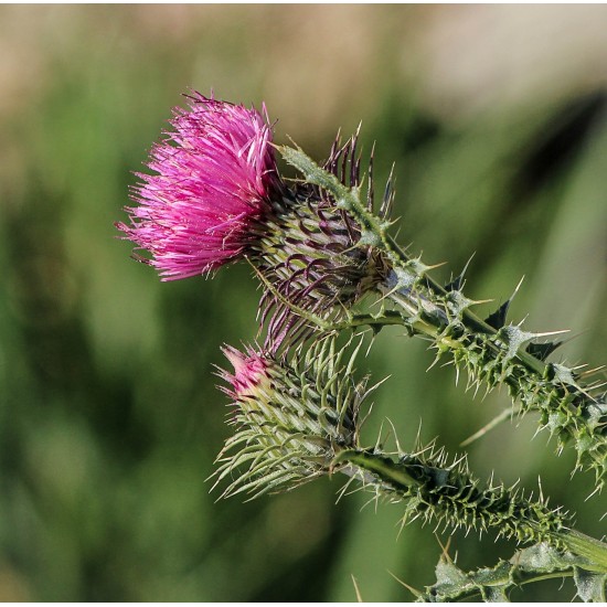 Γαϊδουράγκαθο (Milk Thistle) - 2 γρ σπόροι