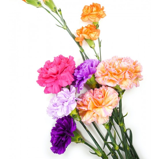 Γαρύφαλλα / Carnation Σπόροι 0,40γρ μίγμα χρωμάτων γαρυφαλλιάς!