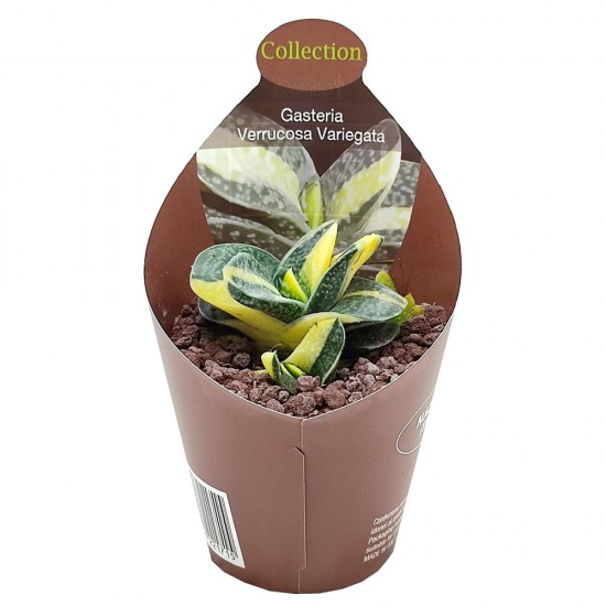Παχύφυτο Gasteria Carinata Verrucosa ''Variegata'' Παχύφυτο Gasteria Carinata Verrucosa ''Variegata''