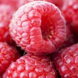 Κόκκινο Σμέουρο γίγας / Giant Raspberry  (Rubus Idaeus) 15 Σπόροι