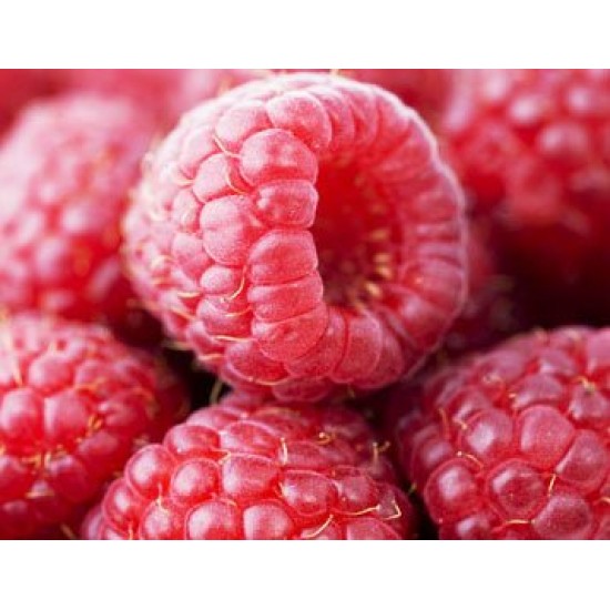 Κόκκινο Σμέουρο γίγας / Giant Raspberry (Rubus Idaeus) 15 Σπόροι Κόκκινο Σμέουρο γίγας / Giant Raspberry (Rubus Idaeus) 15 Σπόροι