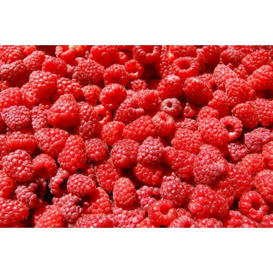 Κόκκινο Σμέουρο γίγας / Giant Raspberry (Rubus Idaeus) 15 Σπόροι Κόκκινο Σμέουρο γίγας / Giant Raspberry (Rubus Idaeus) 15 Σπόροι