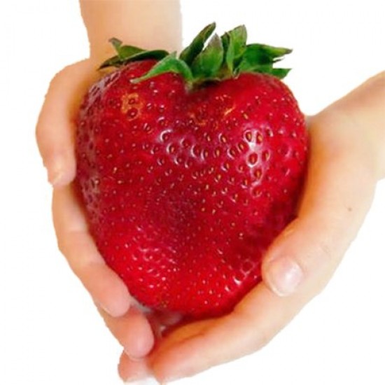 Φράουλα γίγας - 3 ριζώματα