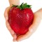 Φράουλα γίγας - 3 ριζώματα