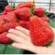 Φράουλα γίγας 15 Σπόροι