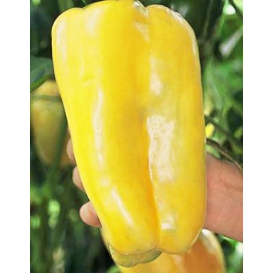 Τεράστια Κίτρινη Πιπεριά "Monster" - 10 σπόροι