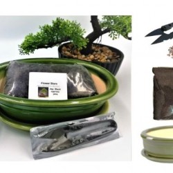 Bonsai Starter Gift Set!