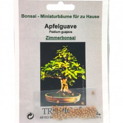Μπονσάι Guava - 80+ σπόροι