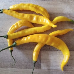 Καυτερή Πιπεριά "Guyana Hot" - 15 σπόροι