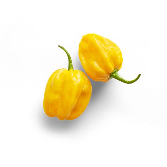Habanero Κίτρινη καυτερή Πιπεριά - 20 Σπόροι
