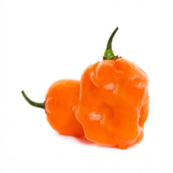 Πορτοκαλί Χαμπανέρο (Habanero Pepper) - 20 Σπόροι
