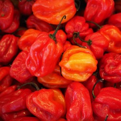 Κόκκινη Χαμπανέρο (Habanero) Καυτερή πιπεριά 20 Σπόροι