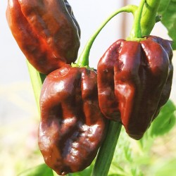 Σοκολατί Habanero chilli pepper 20 Σπόροι