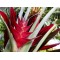 Το νύχι του Αστακού (Heliconia caribaea) -  5 σπόροι