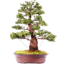 Hinoki Cypress Μπονσαι 10 Σπόροι