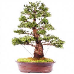 Hinoki Cypress Μπονσαι 10 Σπόροι