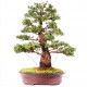 Hinoki Cypress Μπονσαι 10 Σπόροι Hinoki Cypress Μπονσαι 10 Σπόροι